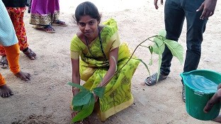 Tree Plantation Drive